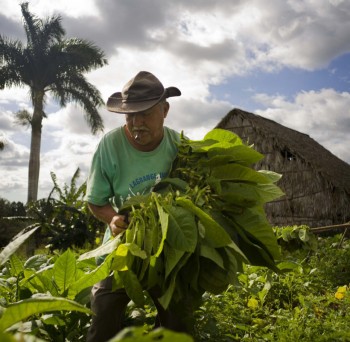Как выращивают табак на Кубе